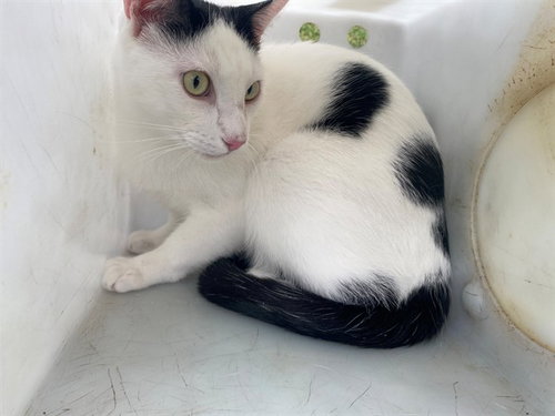 picture of the cat needing adoption