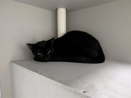 picture of the cat needing adoption