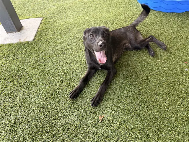 Carmelita - Labrador Retriever