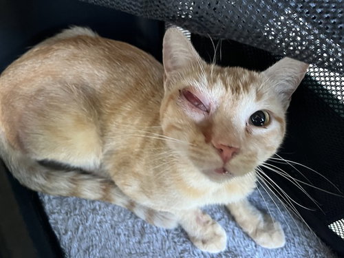 picture of the cat needing adoption