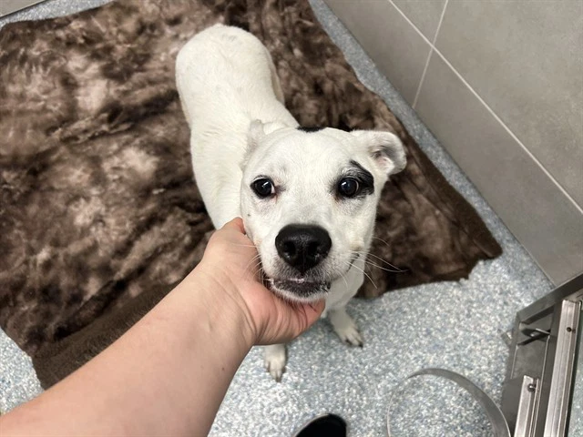 Bonita