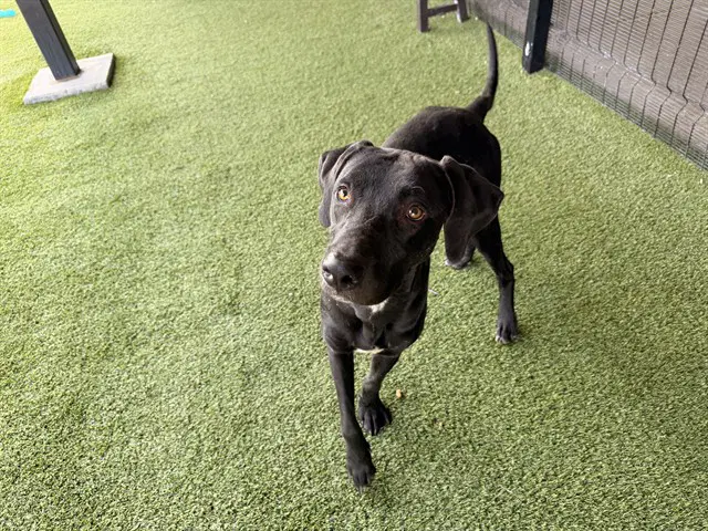 Big Kirk - Labrador Retriever