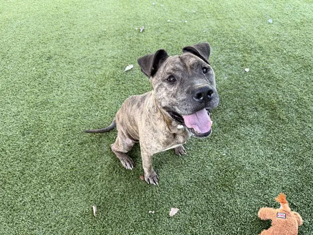 Teddy - Pit Bull Terrier