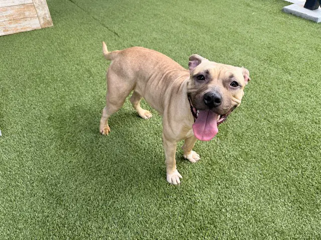 Mazapan - Pit Bull Terrier