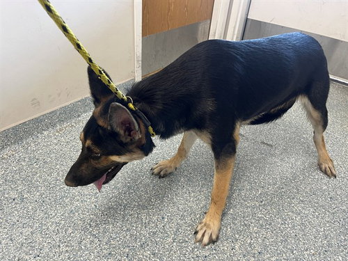 picture of the dog needing adoption