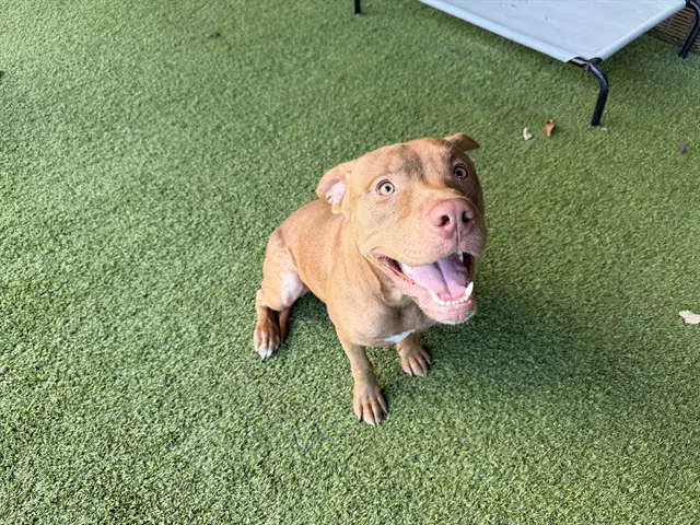 Bear - Pit Bull Terrier