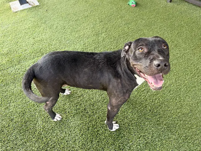 Missnogo - Pit Bull Terrier