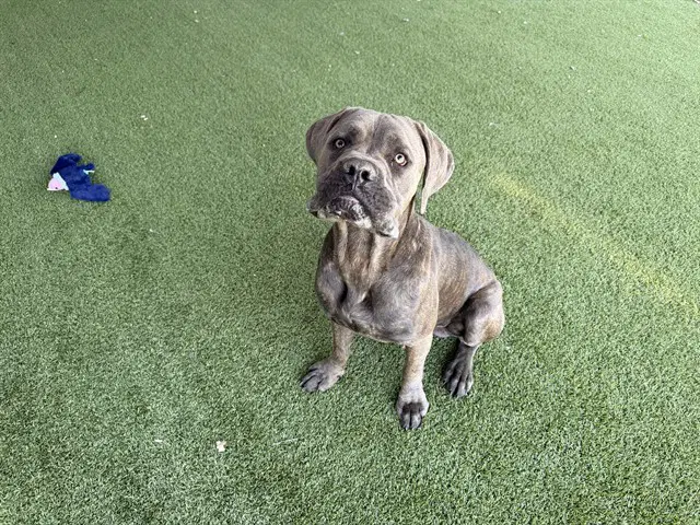 Bluto - Mastiff