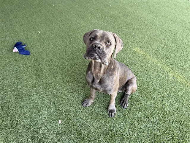 Bluto