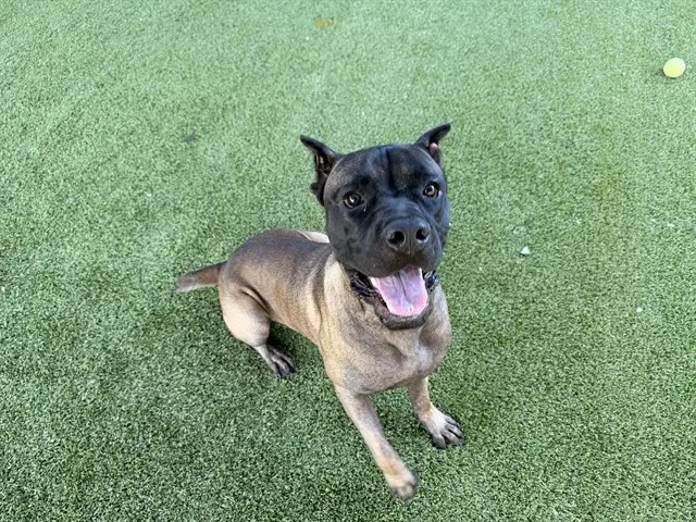 Woody - Cane Corso Mastiff