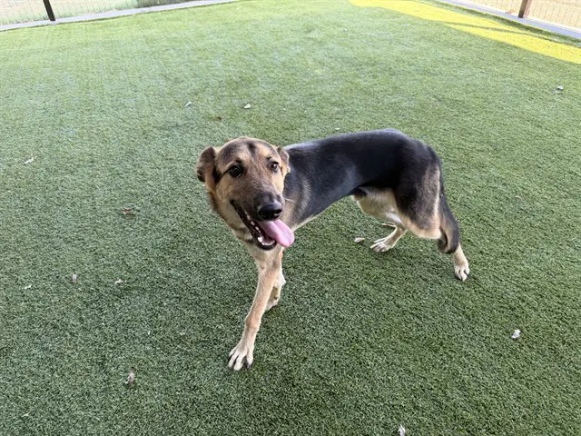 Tucker - German Shepherd Dog