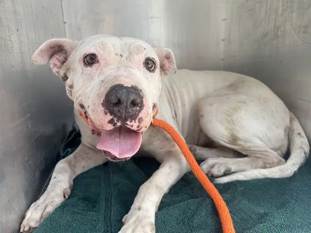 Pearl - Pit Bull Terrier