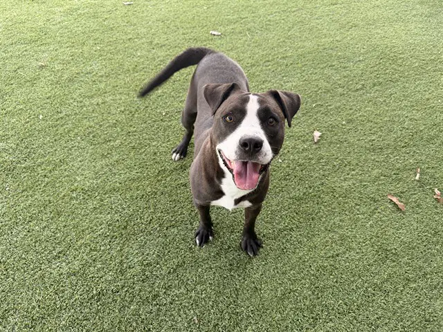 Benny - Pit Bull Terrier