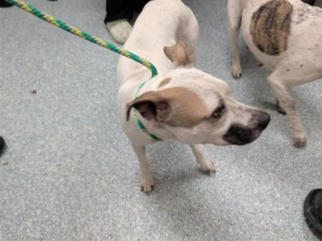 Curly - Pit Bull Terrier