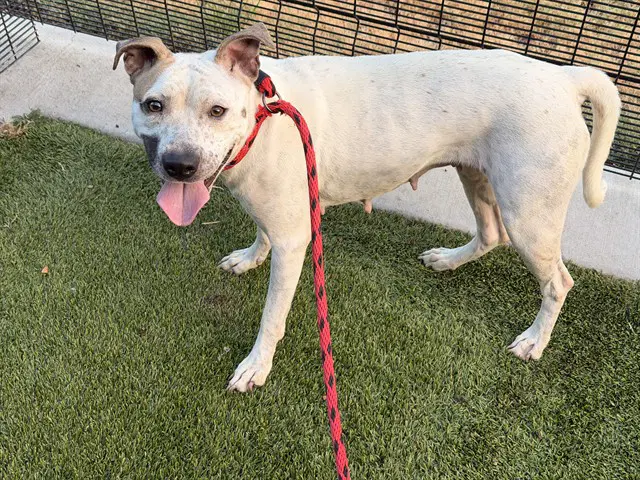 Curly - Pit Bull Terrier