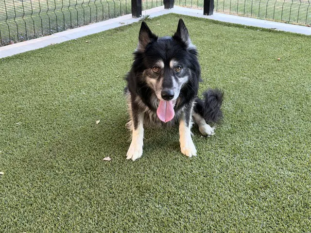 Logan - German Shepherd Dog