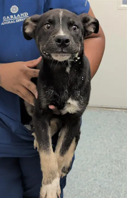 Batman - Siberian Husky