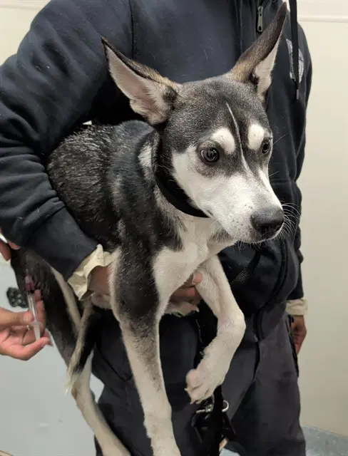 Ralph - Siberian Husky