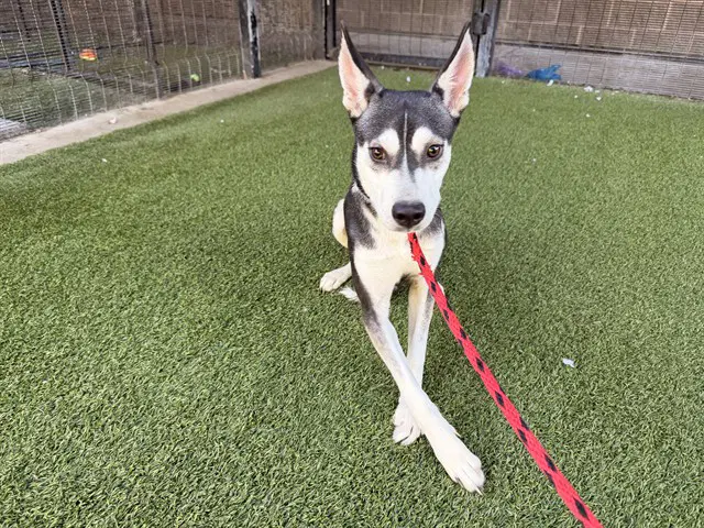Ralph - Siberian Husky