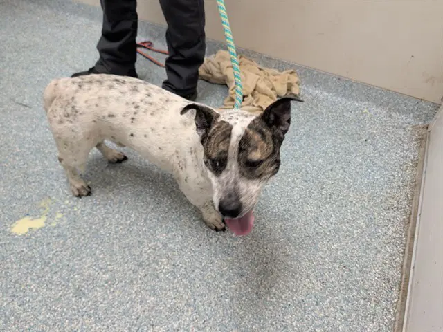Walker - Pit Bull Terrier