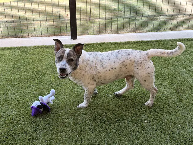 Walker - Pit Bull Terrier
