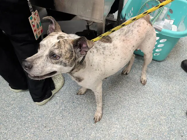 Sky - Pit Bull Terrier