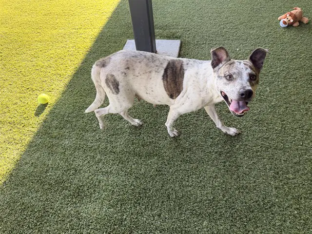 Sky - Pit Bull Terrier