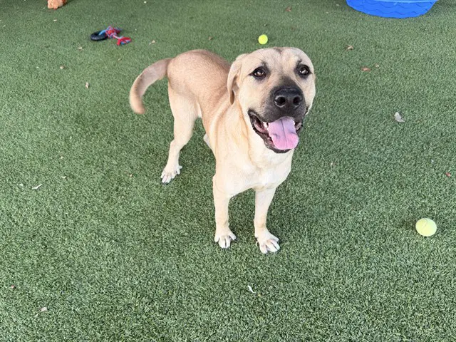 Corazon Feliz - Labrador Retriever