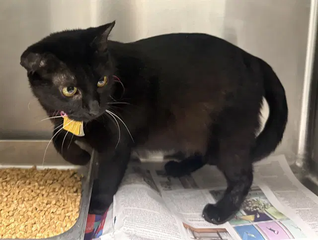Amidala - Domestic Short Hair