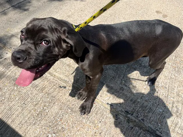 Bowser - Cane Corso Mastiff