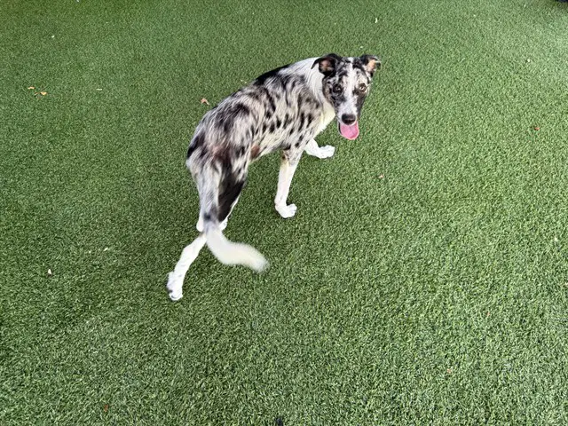 Morgan - Australian Shepherd