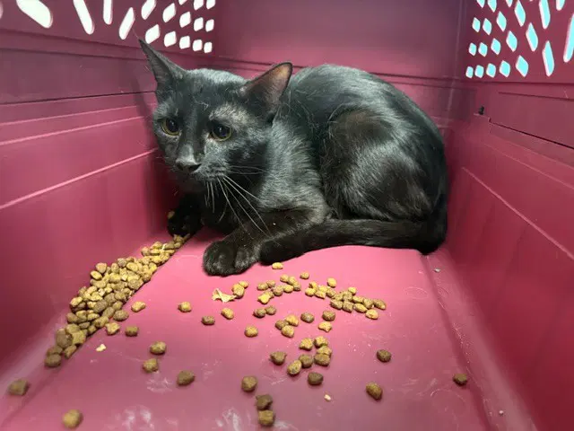Panthro - Domestic Short Hair