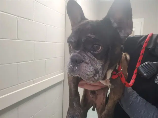 Von Perry - French Bulldog