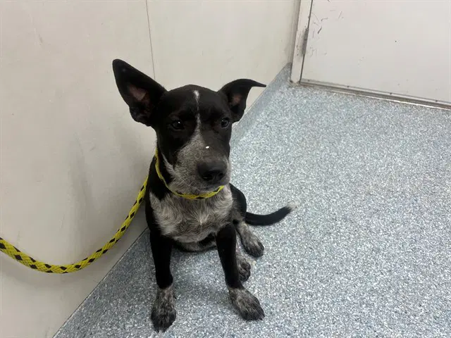 Piper - Australian Cattle Dog/Blue Heeler