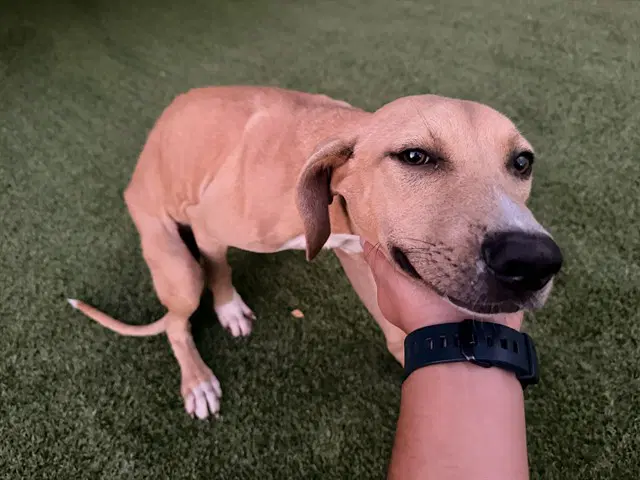 Tails - Pit Bull Terrier
