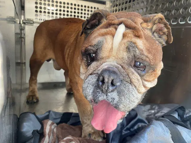 Benny - Bulldog