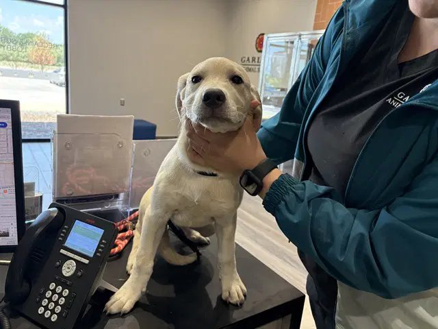 Basil - Labrador Retriever
