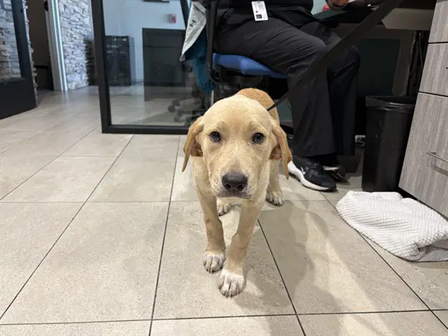 Sunflower - Labrador Retriever