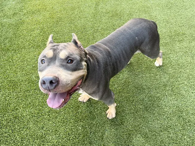 Loki - American Pit Bull Terrier