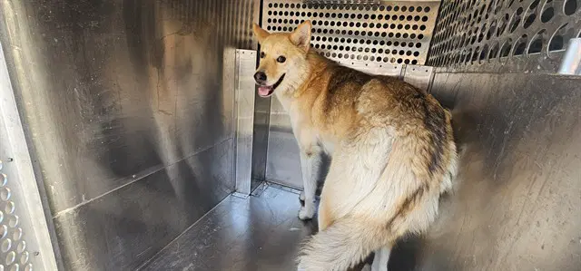Alaska - Husky