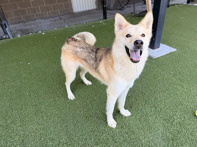 Alaska - Husky