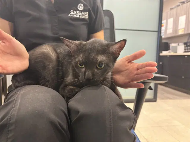 Pelona - Domestic Short Hair