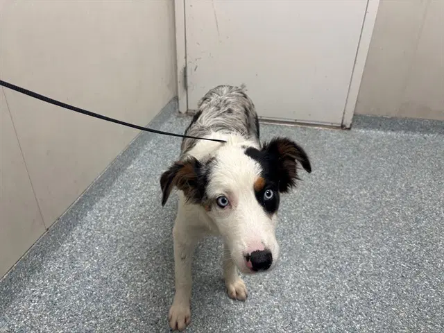 Bruce - Australian Shepherd