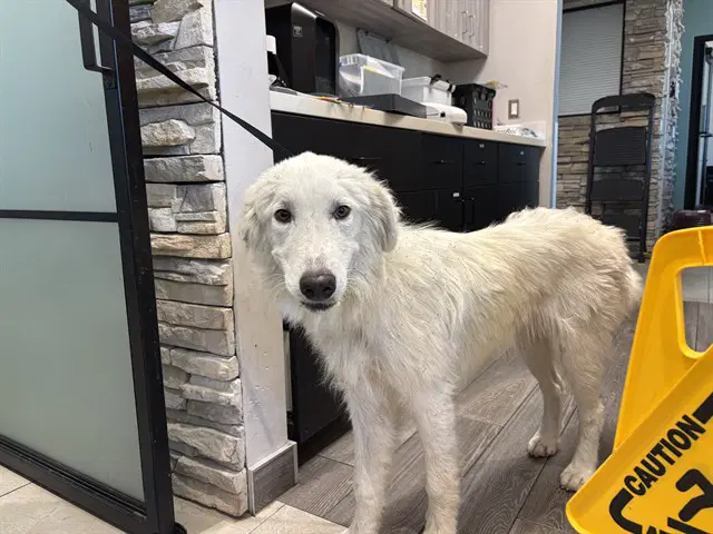 Daniel - Great Pyrenees