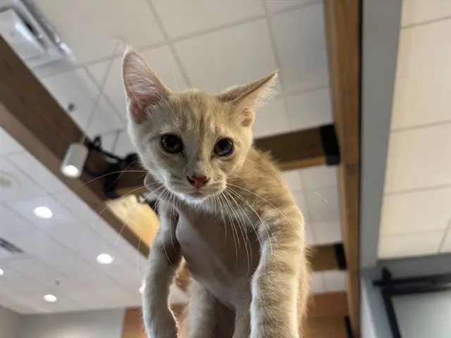Timon - Domestic Short Hair