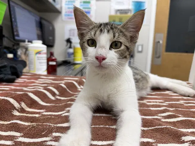 Tala - Domestic Short Hair