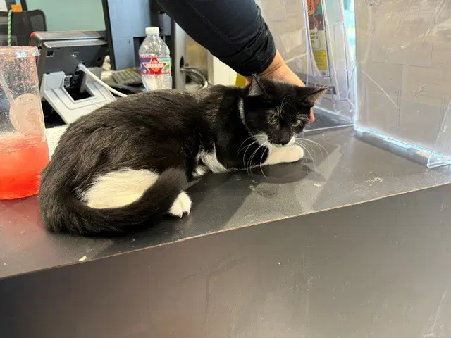 Oreo - Domestic Short Hair