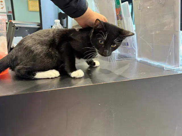Domino - Domestic Short Hair