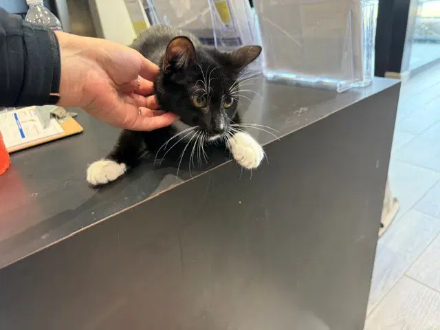 Dotty - Domestic Short Hair