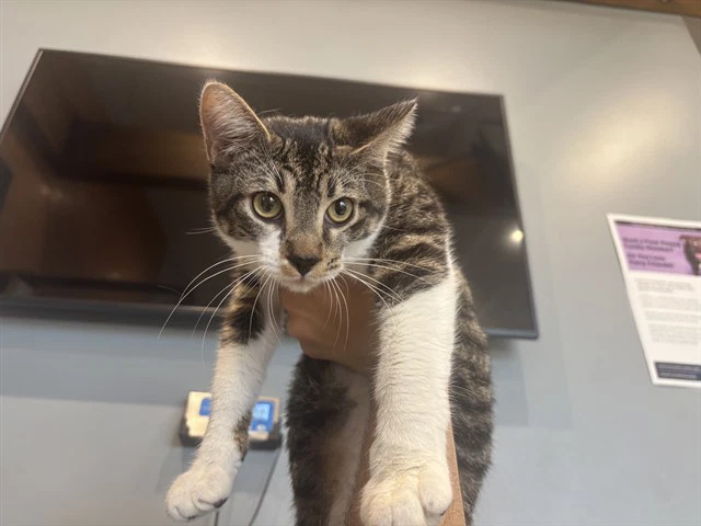 Tom